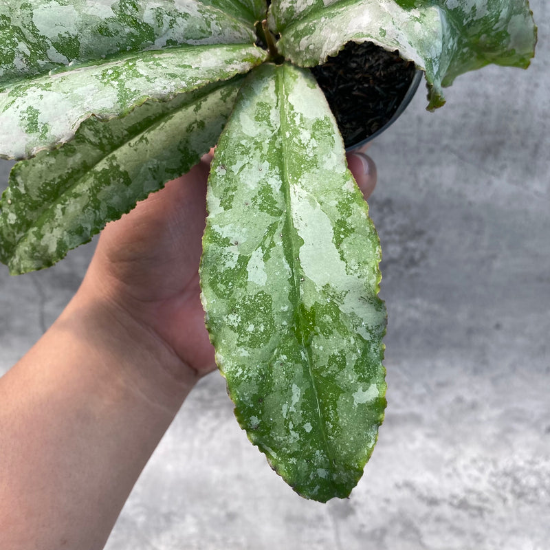 FS2-8 Hoya Undulata Silver