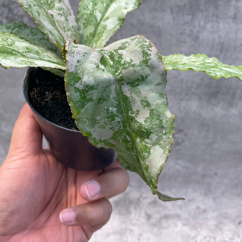 FS2-8 Hoya Undulata Silver