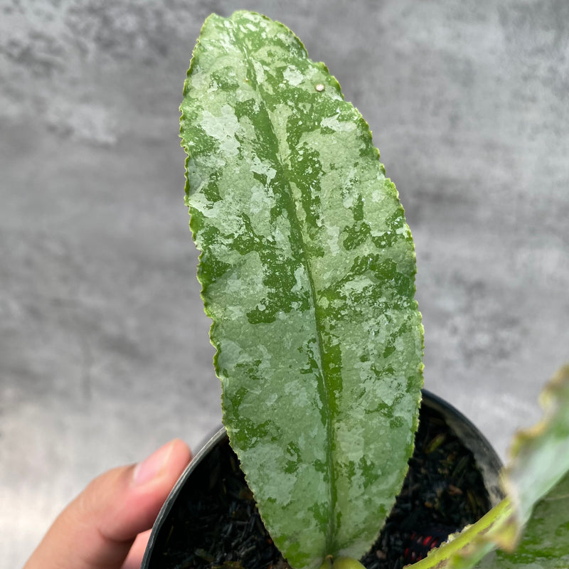 FS2-8 Hoya Undulata Silver