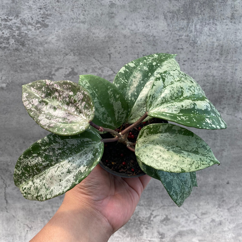FS16-8 Hoya Latifolia MRH