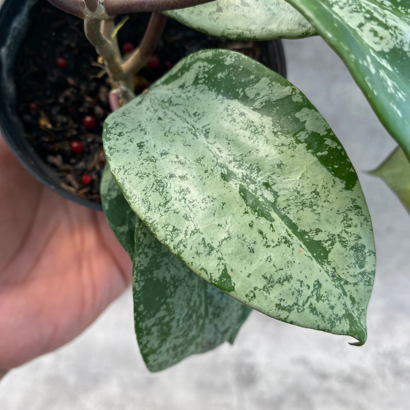 FS16-8 Hoya Latifolia MRH