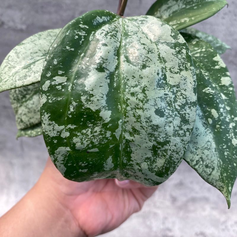 FS16-8 Hoya Latifolia MRH