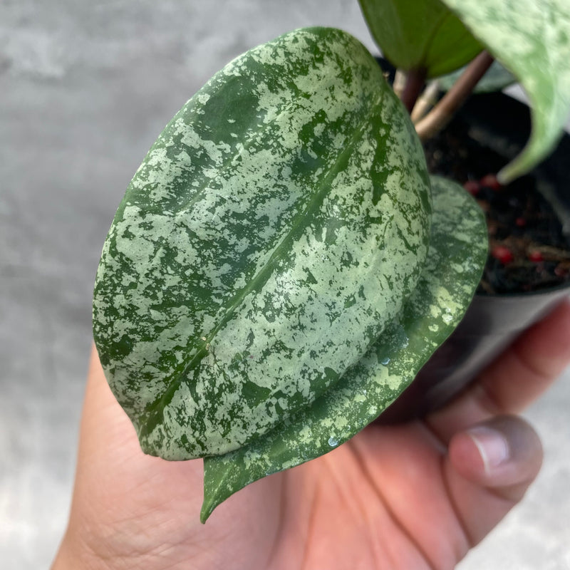 FS16-8 Hoya Latifolia MRH