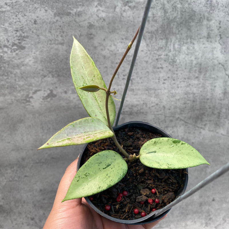 FS9-8 Hoya Snow Cui Silver