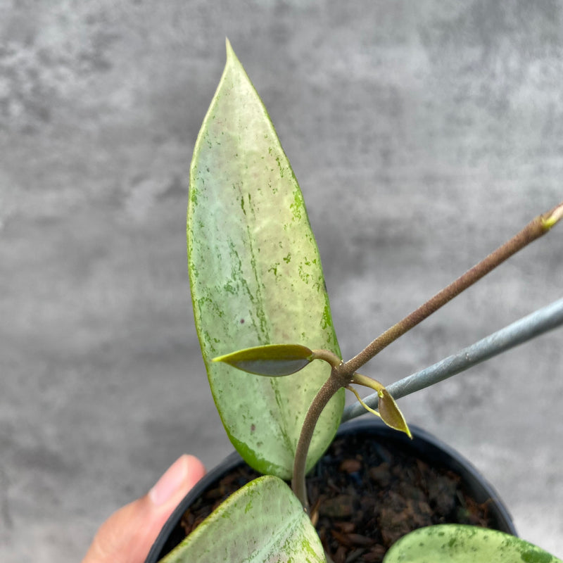 FS9-8 Hoya Snow Cui Silver