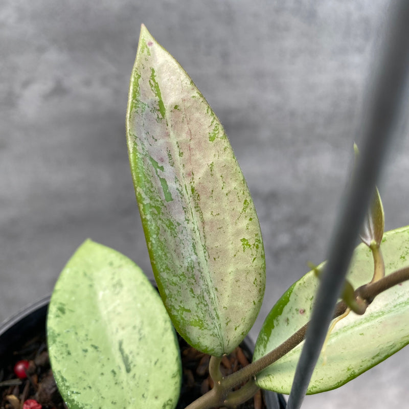 FS9-8 Hoya Snow Cui Silver