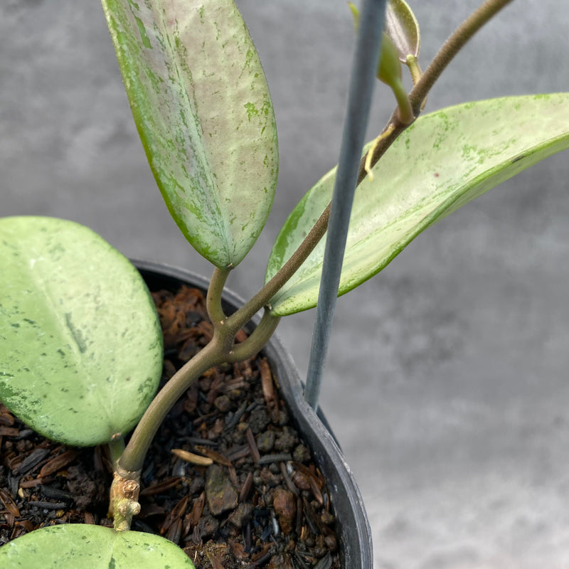 FS9-8 Hoya Snow Cui Silver
