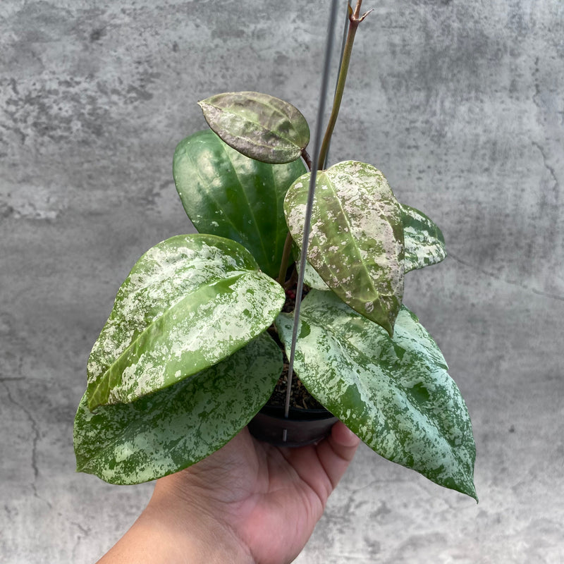 FS15-8 Hoya Latifolia MRH 2