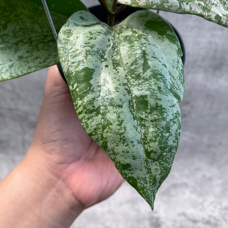 FS15-8 Hoya Latifolia MRH 2