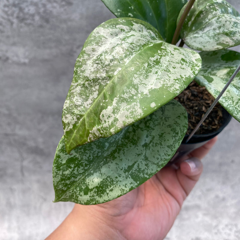 FS15-8 Hoya Latifolia MRH 2