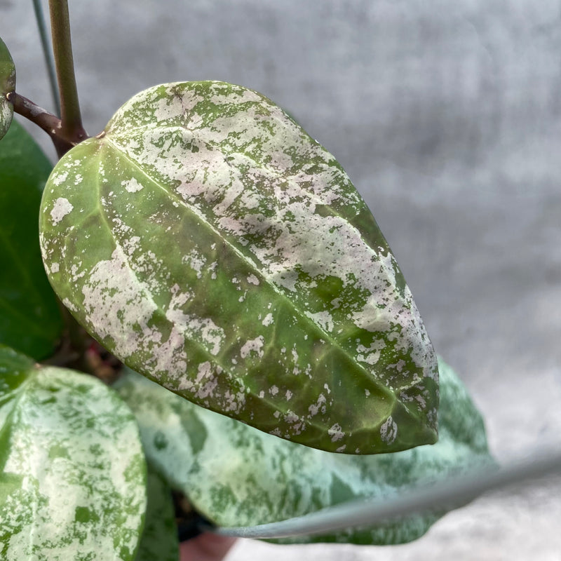 FS15-8 Hoya Latifolia MRH 2