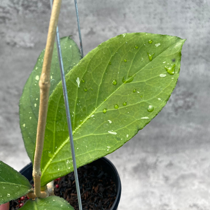 FS7-8 Hoya SP Tanggamus Bottom Red