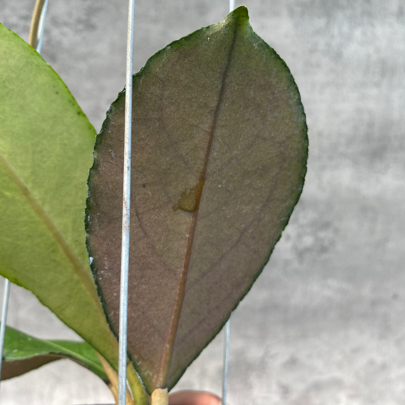FS7-8 Hoya SP Tanggamus Bottom Red