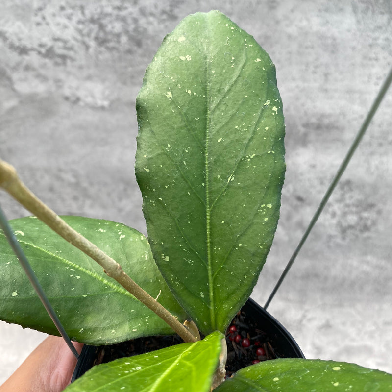 FS7-8 Hoya SP Tanggamus Bottom Red