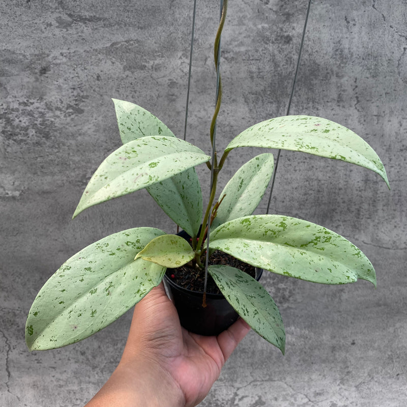 FS10-8 Hoya Pubicalyx Pink Silver Ghost