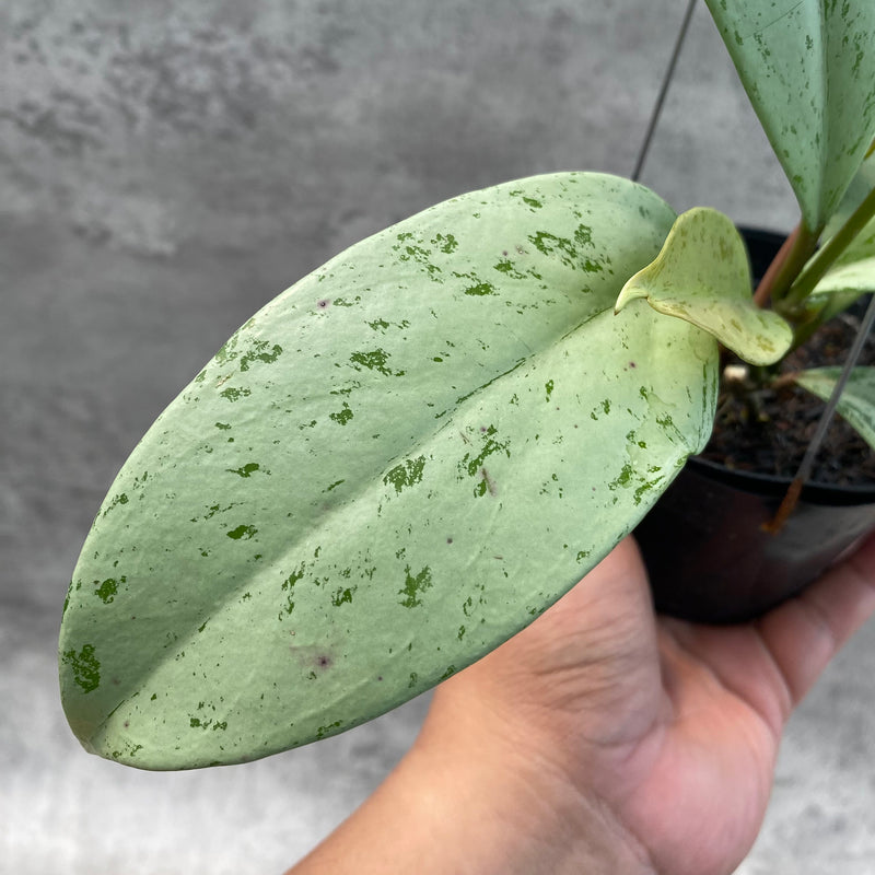 FS10-8 Hoya Pubicalyx Pink Silver Ghost