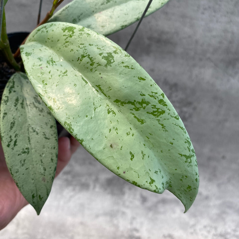 FS10-8 Hoya Pubicalyx Pink Silver Ghost