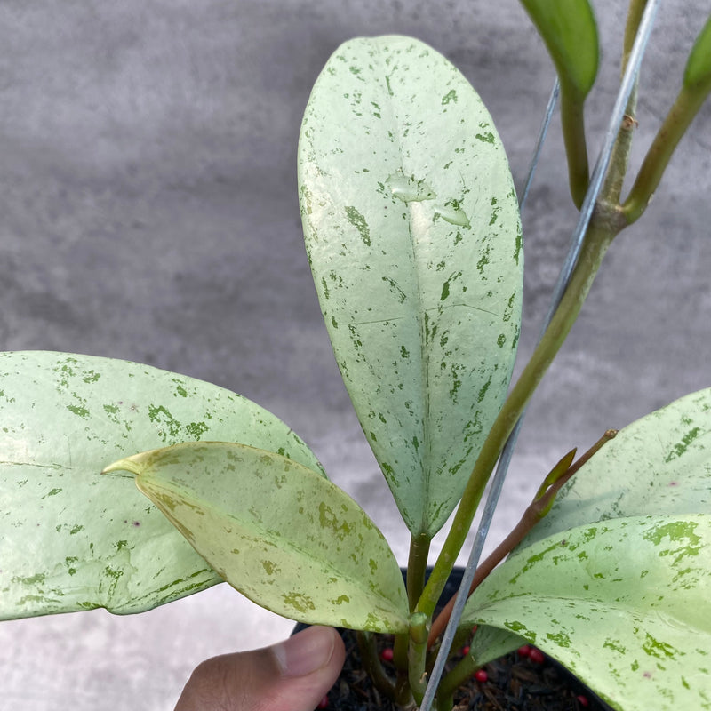 FS10-8 Hoya Pubicalyx Pink Silver Ghost