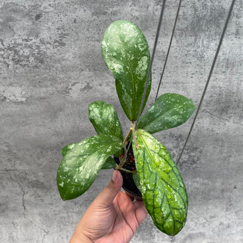 FS5-8 Hoya SP Tanggamus Splash "Waymaja"