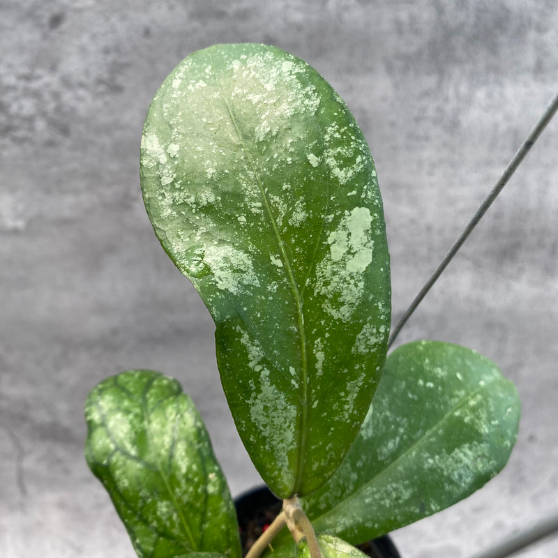 FS5-8 Hoya SP Tanggamus Splash "Waymaja"
