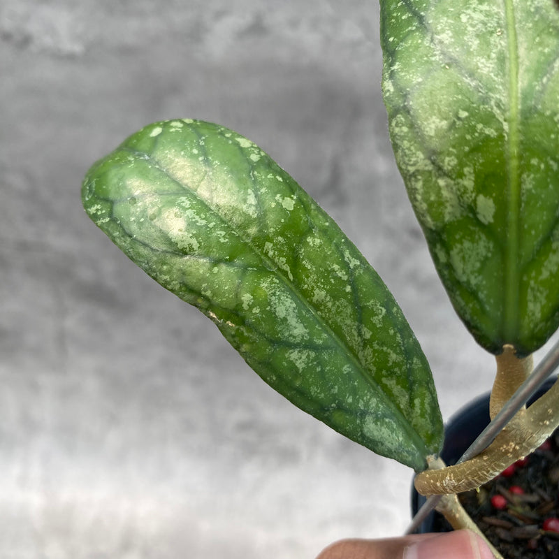 FS5-8 Hoya SP Tanggamus Splash "Waymaja"