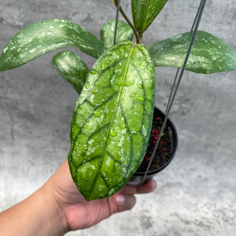 FS5-8 Hoya SP Tanggamus Splash "Waymaja"
