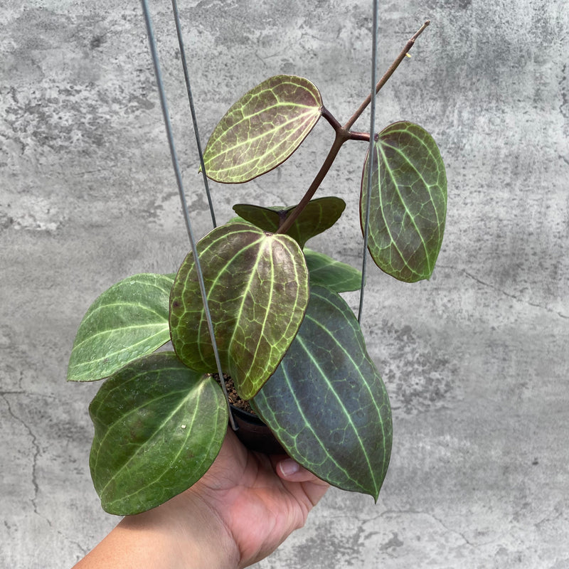 FS13-8 Hoya Macrophylla Red