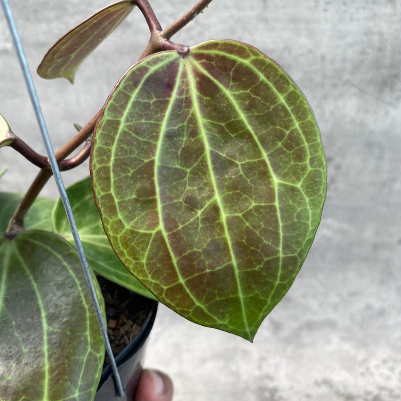 FS13-8 Hoya Macrophylla Red