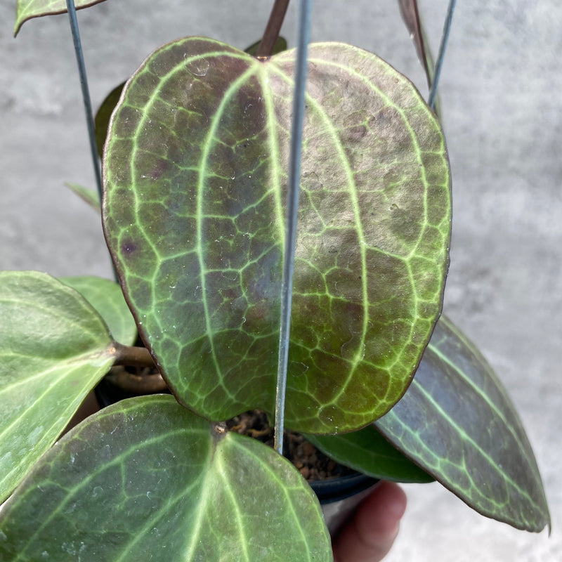 FS13-8 Hoya Macrophylla Red