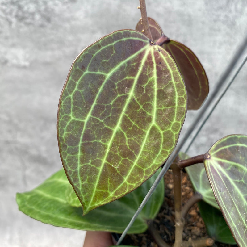 FS13-8 Hoya Macrophylla Red