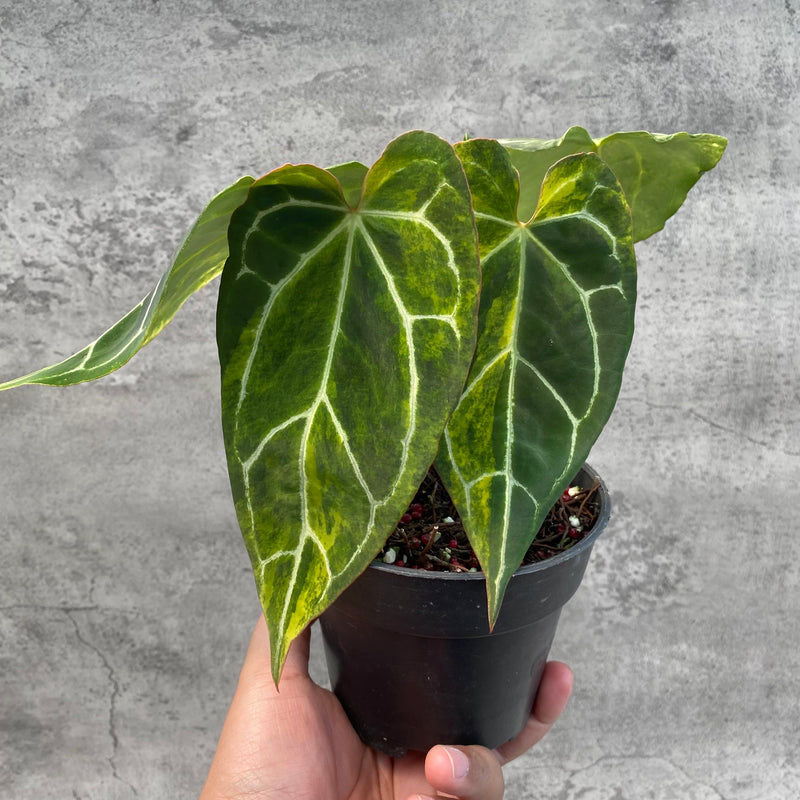 FS65-8 Anthurium Crystallinum Variegated