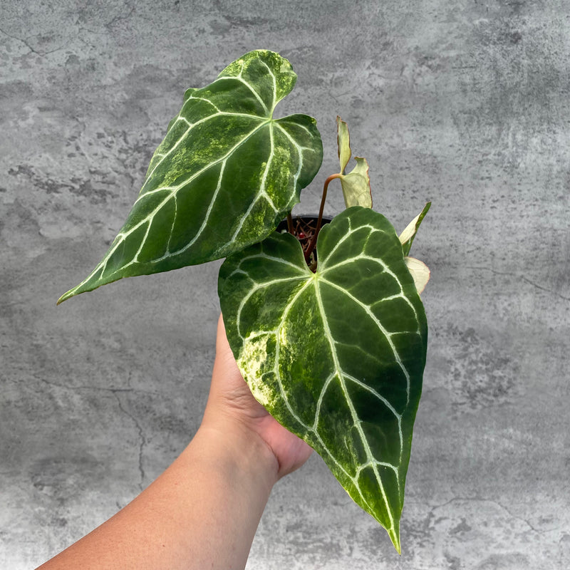 FS65-8 Anthurium Crystallinum Variegated