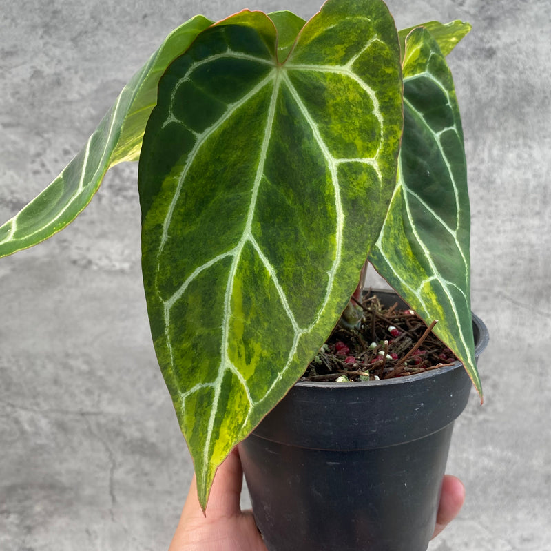 FS65-8 Anthurium Crystallinum Variegated