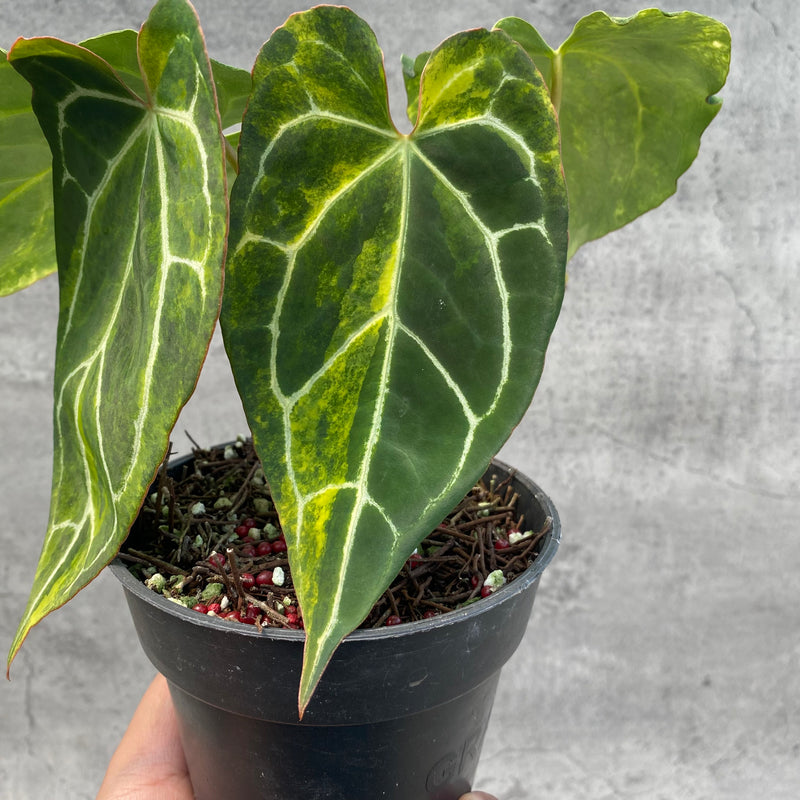 FS65-8 Anthurium Crystallinum Variegated