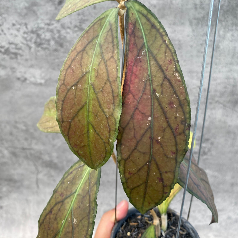 FS6-8 Hoya SP Tanggamus Red
