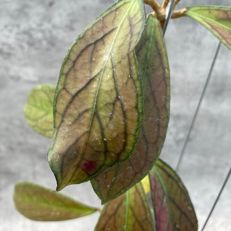 FS6-8 Hoya SP Tanggamus Red