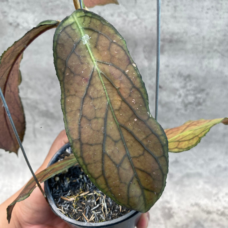FS6-8 Hoya SP Tanggamus Red