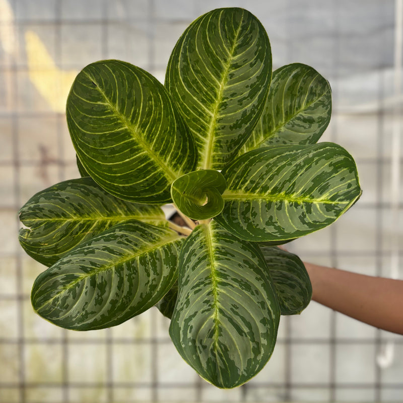 Aglaonema Green Arha Big