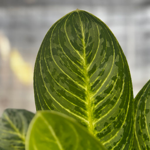 Aglaonema Green Arha Big