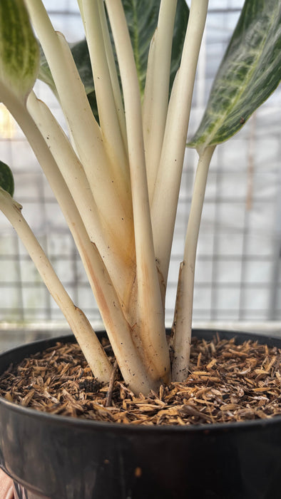 Aglaonema Green Arha Big