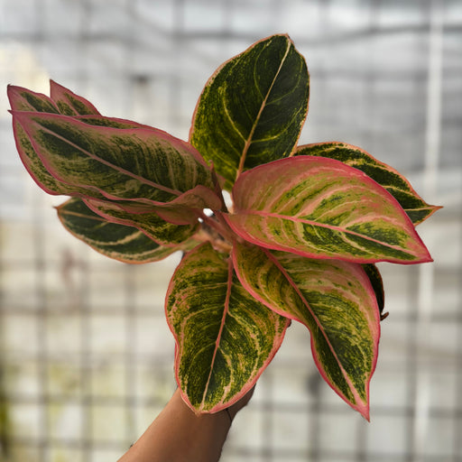 aglaonema brown leaves Aglaonema Dejavu — Aroidasia
