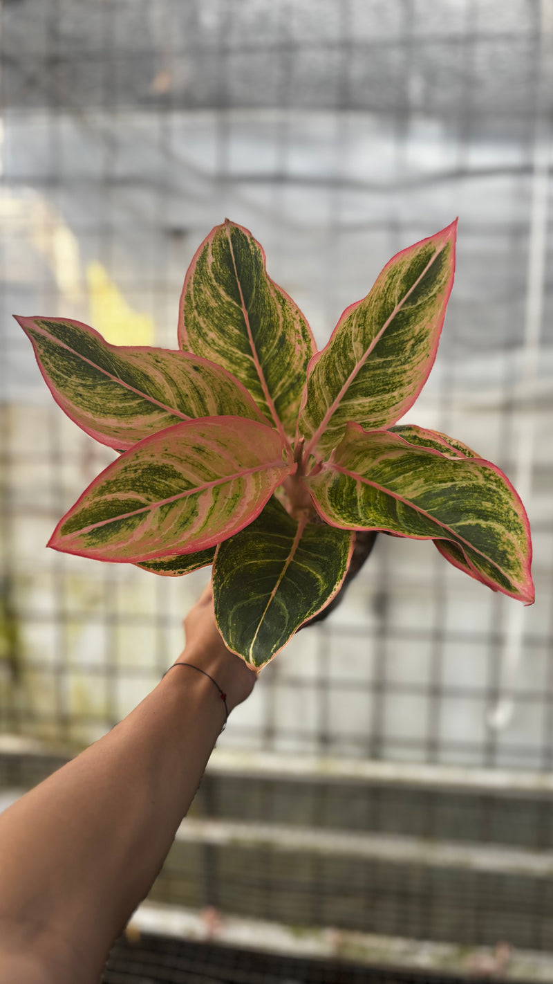 Aglaonema Dejavu