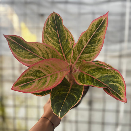 Aglaonema Dejavu - Aroid Asia 