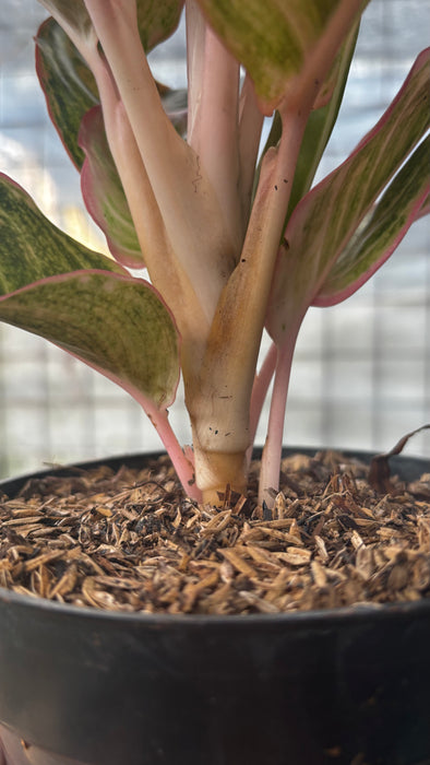 Aglaonema Dejavu