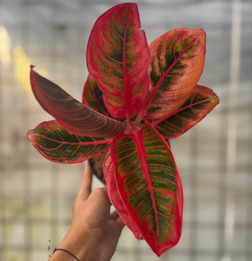 aglaonema khanza red Aglaonema Khanza