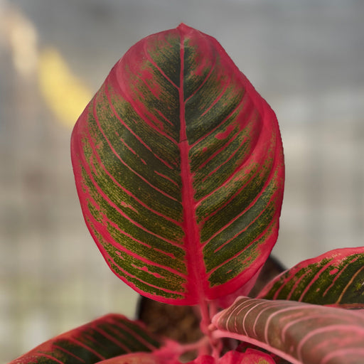 Aglaonema Khanza - Aroid Asia 