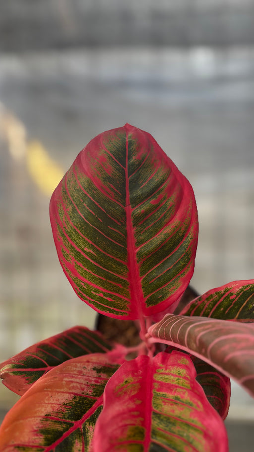 aglaonema khanza red Aglaonema Khanza — Aroidasia