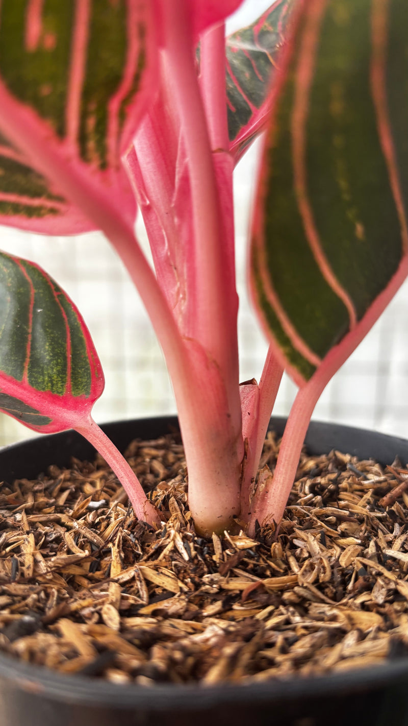 Aglaonema Khanza