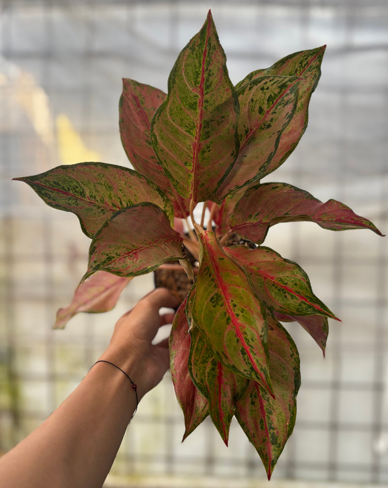 Aglaonema Sweet Mary