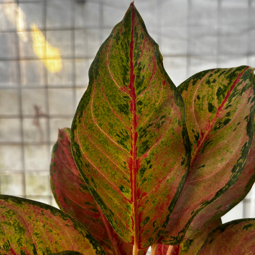 Aglaonema Sweet Mary - Aroid Asia 